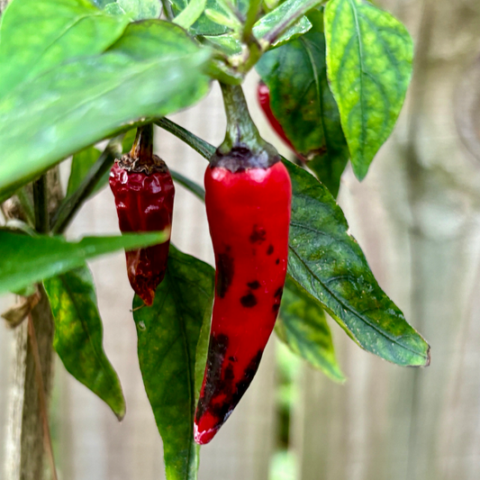 NOSFERATU CAYENNE PEPPER SEEDS