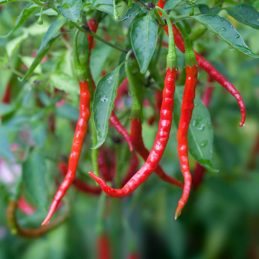 CHILE DE ARBOL PEPPER SEEDS