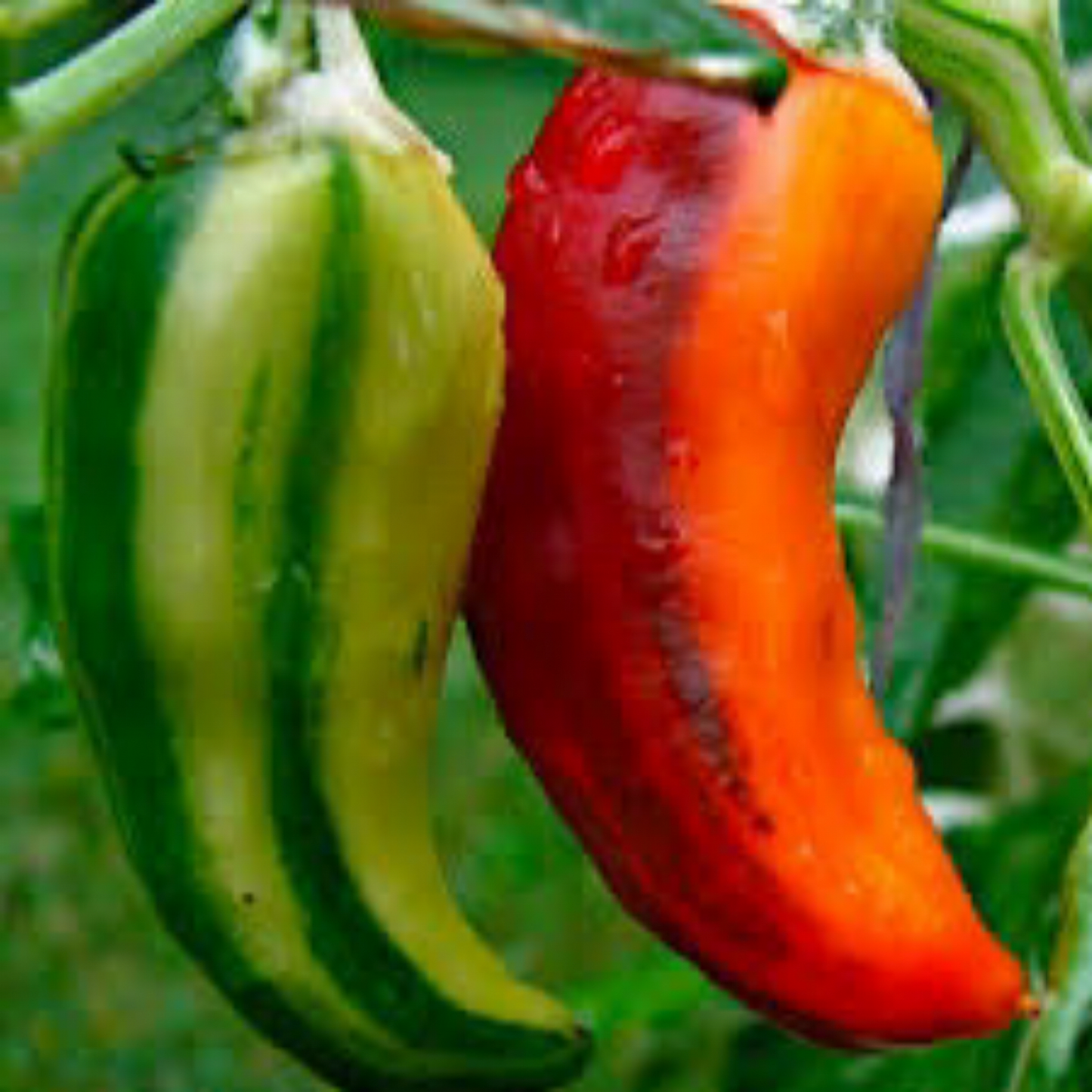 FISH PEPPER SEEDS