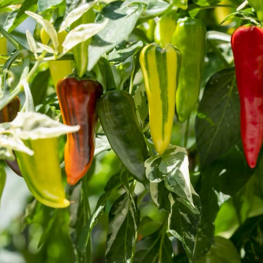 FISH PEPPER SEEDS