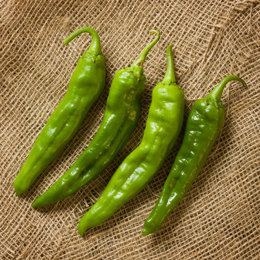 H. GUIZEPPI HATCH CHILI SEEDS