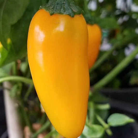 LEMON SPICE JALAPEÑO PEPPER SEEDS