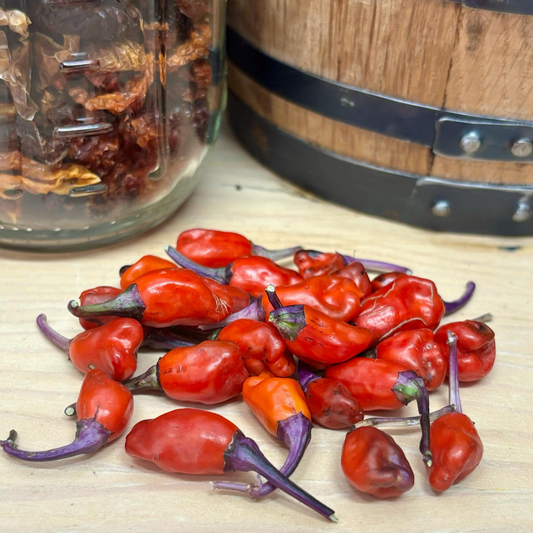 SNOW WHITE’S DWARF JALAPEÑO PEPPER SEEDS