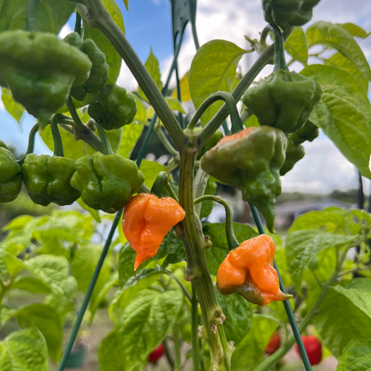 KHANG STARR PEACH STARRKIST PEPPER SEEDS