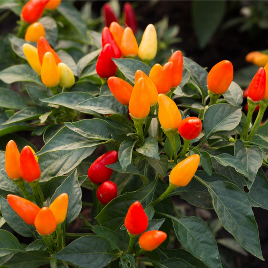 LITTLE ELF PEPPER SEEDS