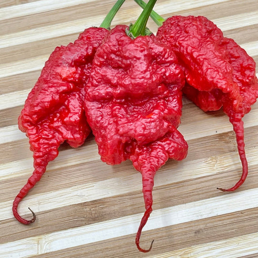 PRIMOTALII PEPPER SEEDS
