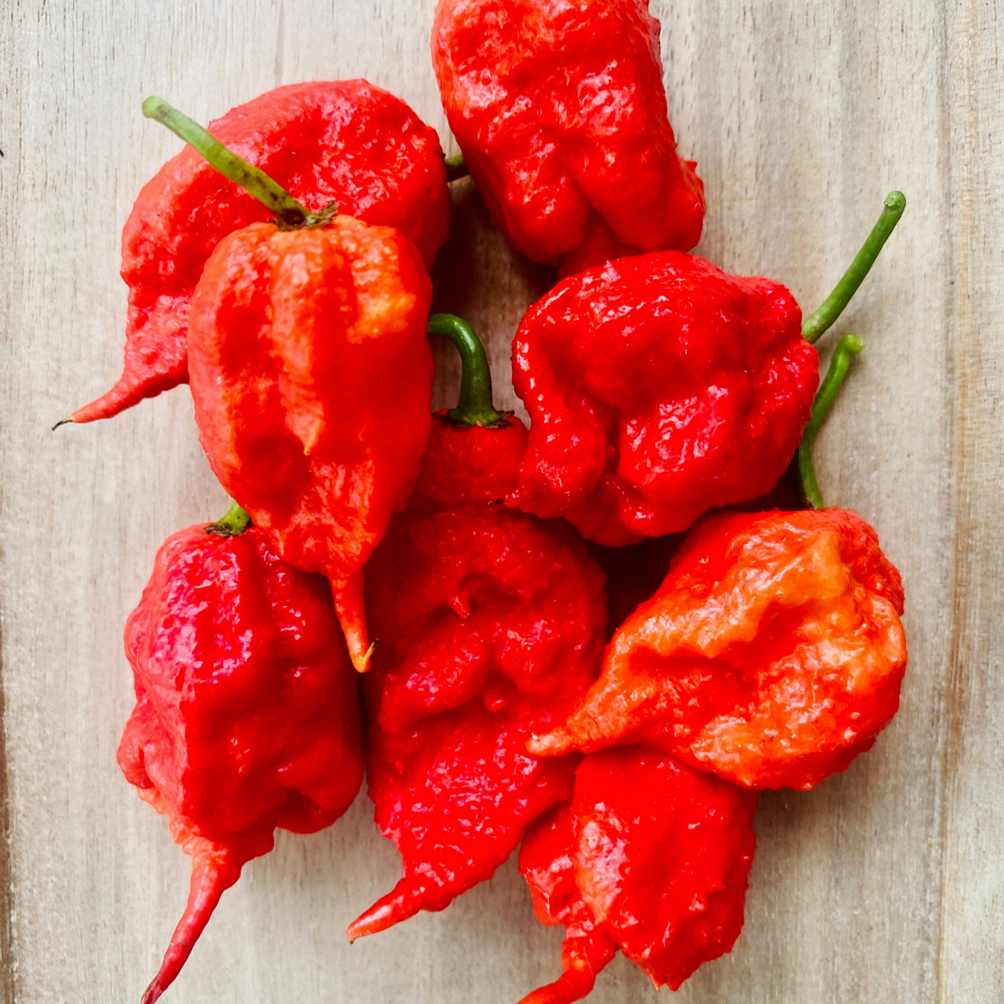 PRIMOTALII PEPPER SEEDS