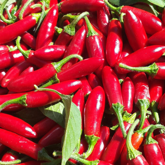 SERRANO HUASTECO PEPPER SEEDS