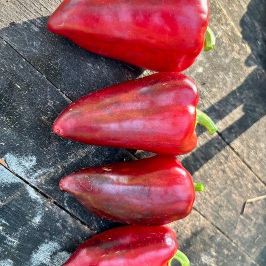SIRENEVYI LILAC GLOSS PEPPER SEEDS