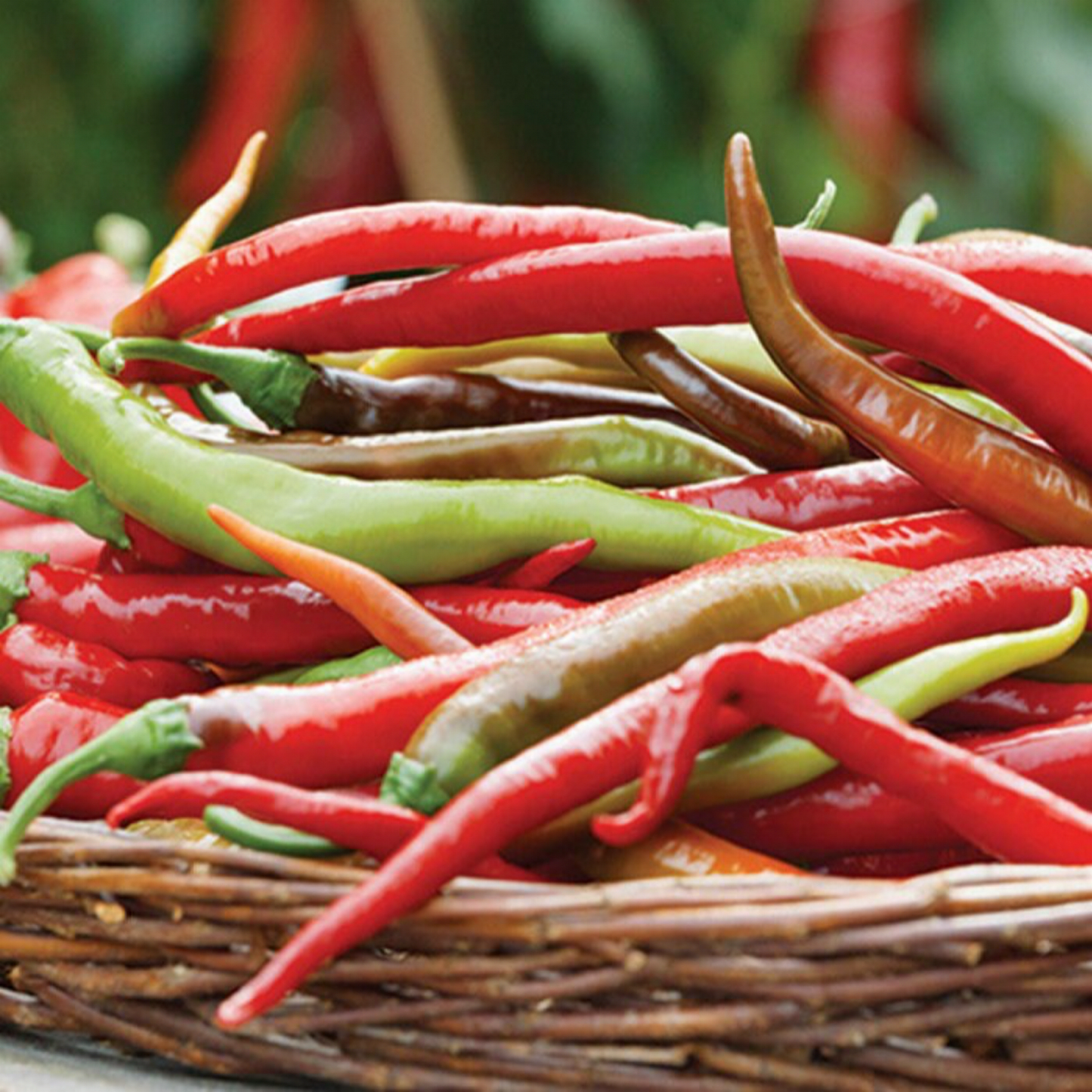 THAI DRAGON PEPPER SEEDS