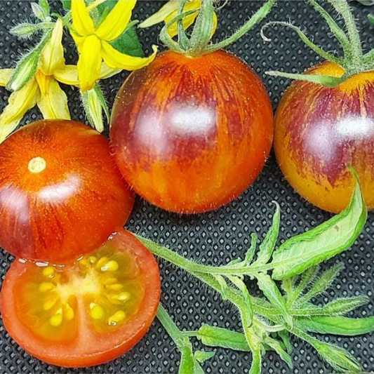 REBEL STARFIGHTER COCKTAIL TOMATO SEEDS