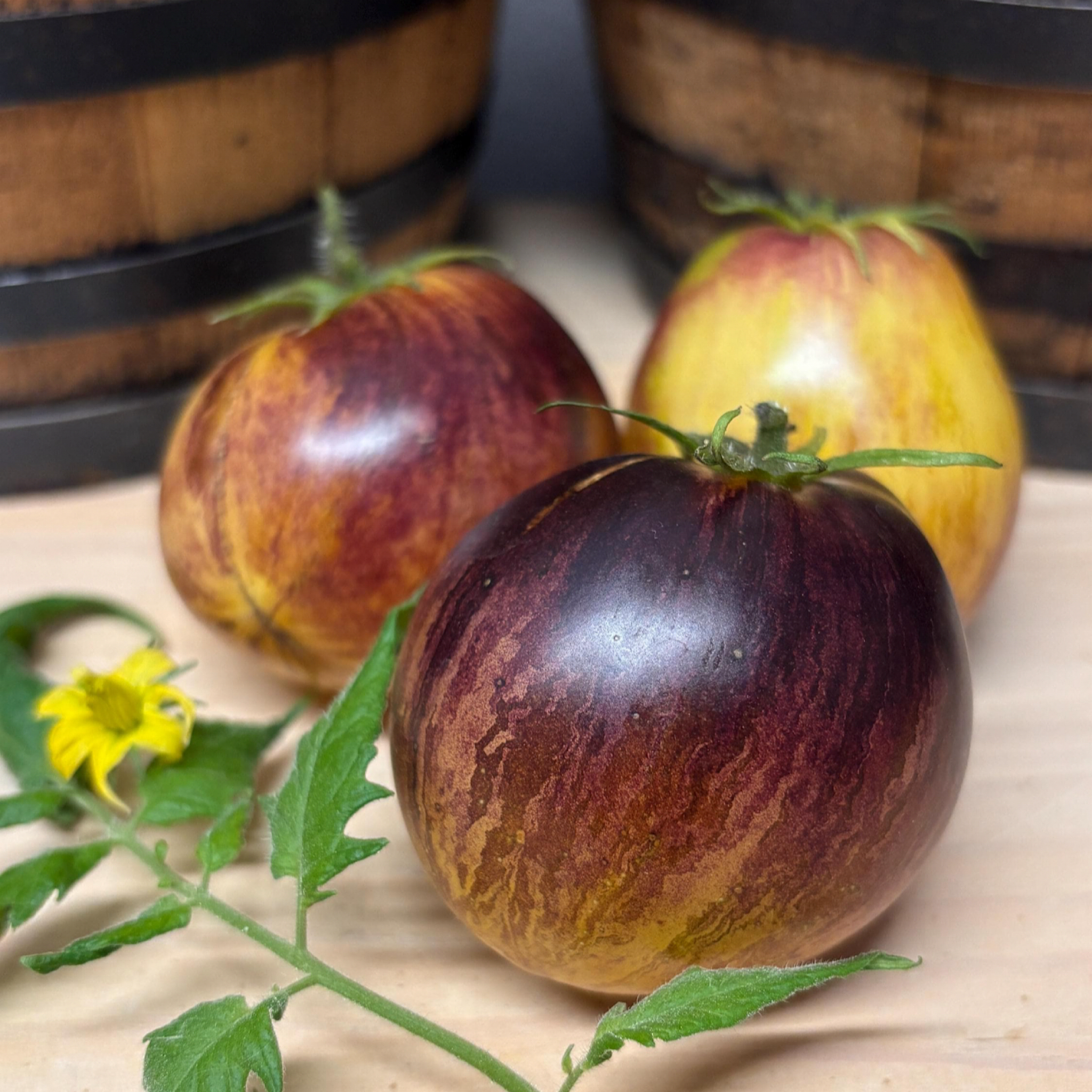 REBEL STARFIGHTER KAYLEIGH ANNE TOMATO SEEDS Secret Seed Cartel REBEL STARFIGHTER KAYLEIGH ANNE TOMATO SEEDS Secret Seed Cartel