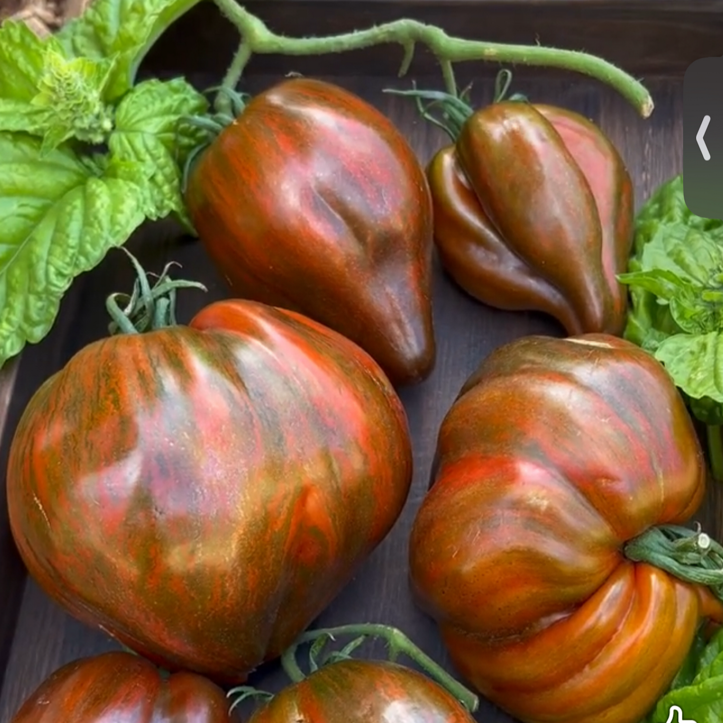 REBEL STARFIGHTER MARSHA’S HEART TOMATO SEEDS