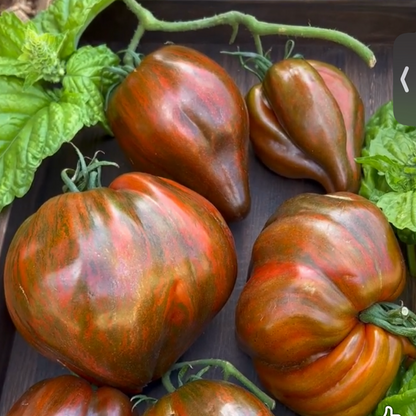 REBEL STARFIGHTER MARSHA’S HEART TOMATO SEEDS