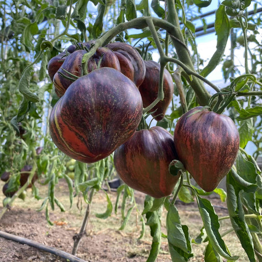 REBEL STARFIGHTER MARSHA’S HEART TOMATO SEEDS