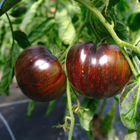 REBEL STARFIGHTER MARSHA’S BEEFSTEAK TOMATO SEEDS