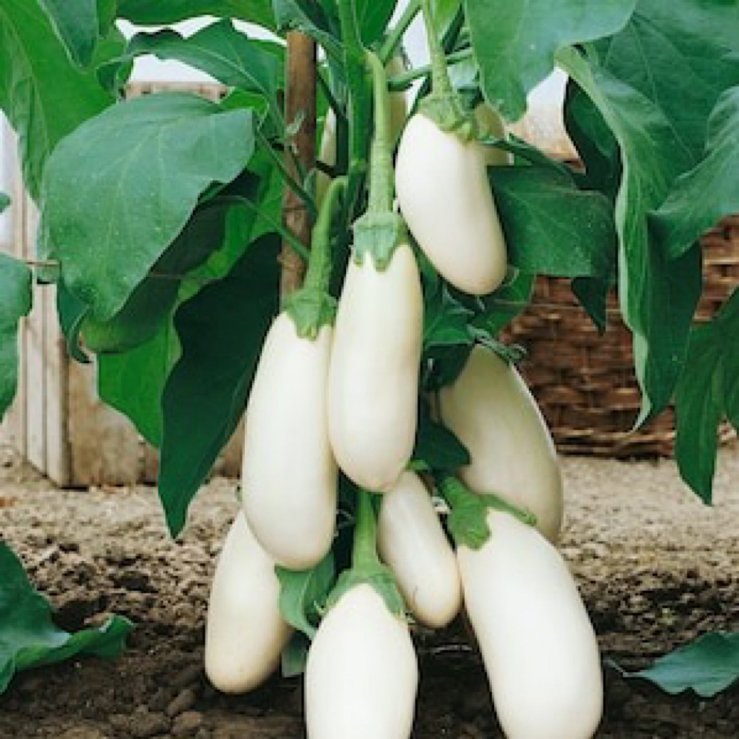 CASPER WHITE EGGPLANT SEEDS