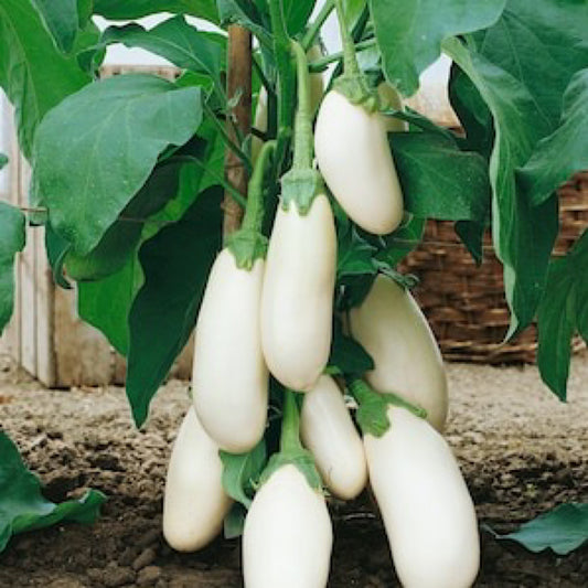 CASPER WHITE EGGPLANT SEEDS