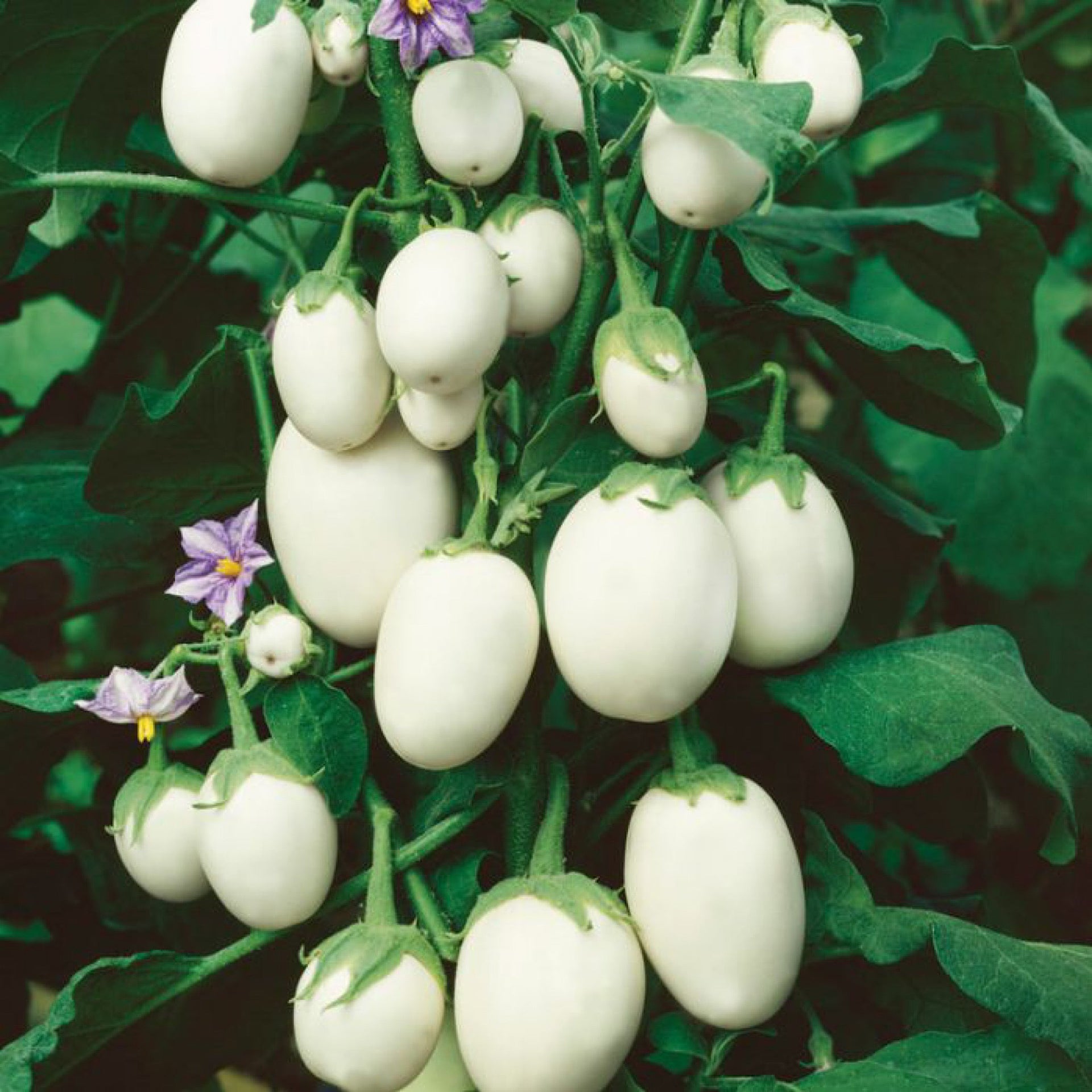 egg plant seed JAPANESE WHITE EGG EGGPLANT SEEDS – Secret Seed Cartel