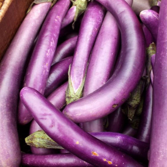 PING TUNG LONG EGGPLANT SEEDS