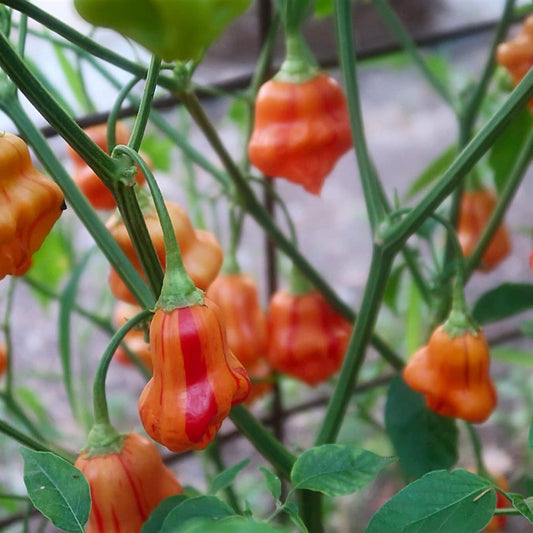 ZEBRANGE PEPPER SEEDS