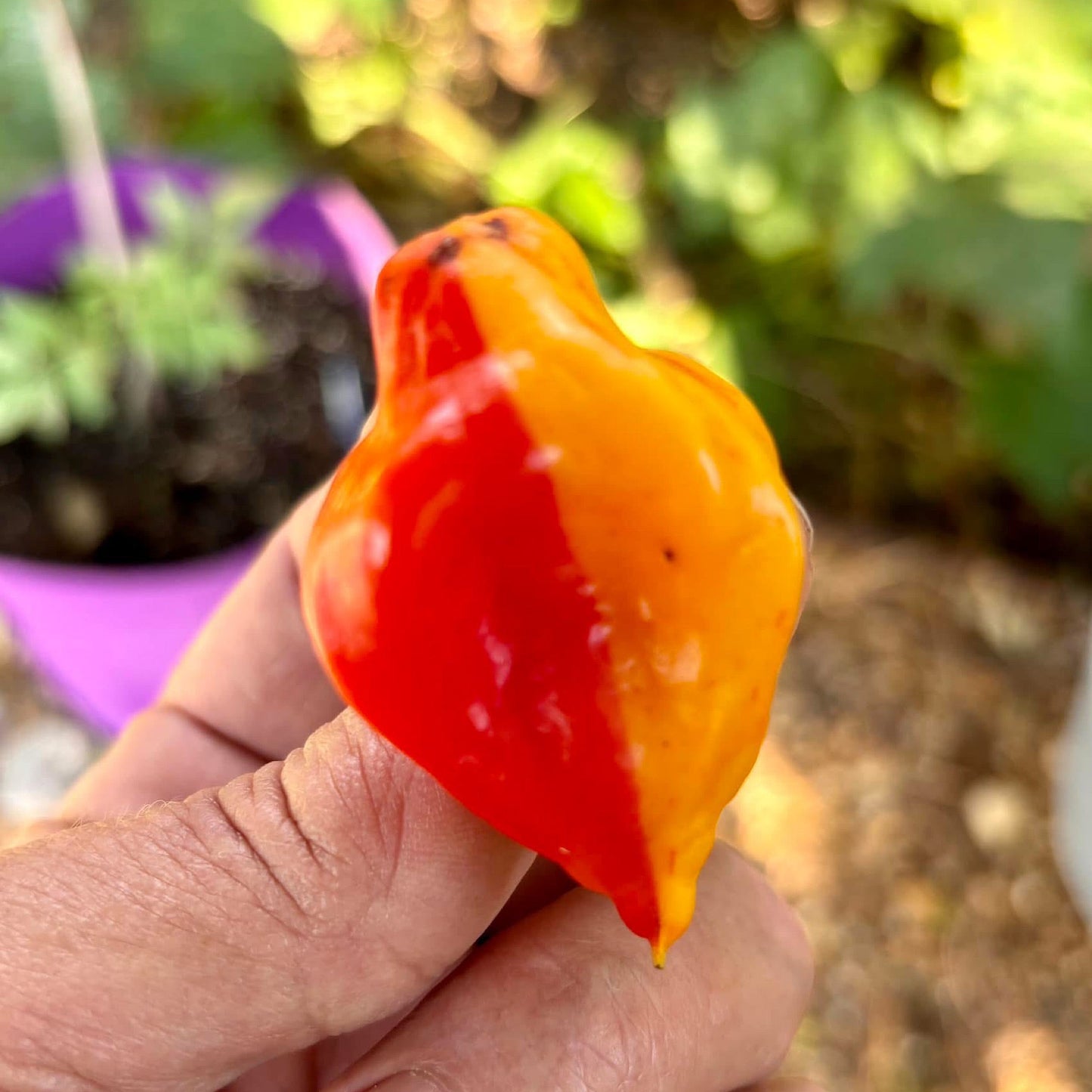 ZEBRANGE PEPPER SEEDS