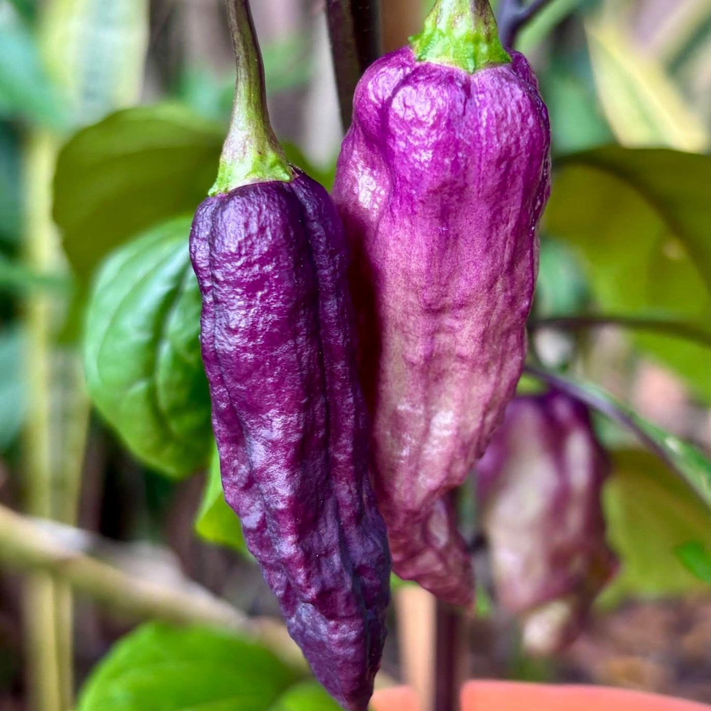 THANOS PEPPER SEEDS