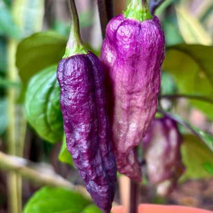 THANOS PEPPER SEEDS