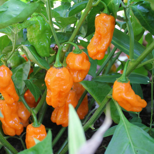 ORANGE HABANERO PEPPER SEEDS