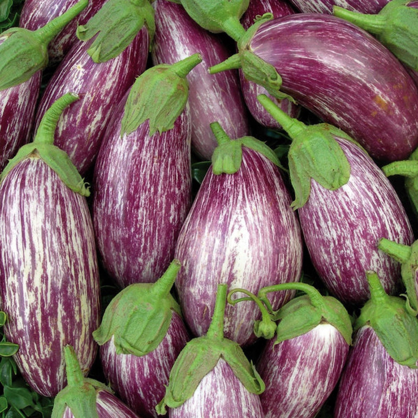 Listada de Gandia Spanish Eggplant Seeds
