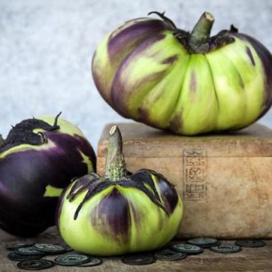 Nagaoka Kinchaku Eggplant Seeds