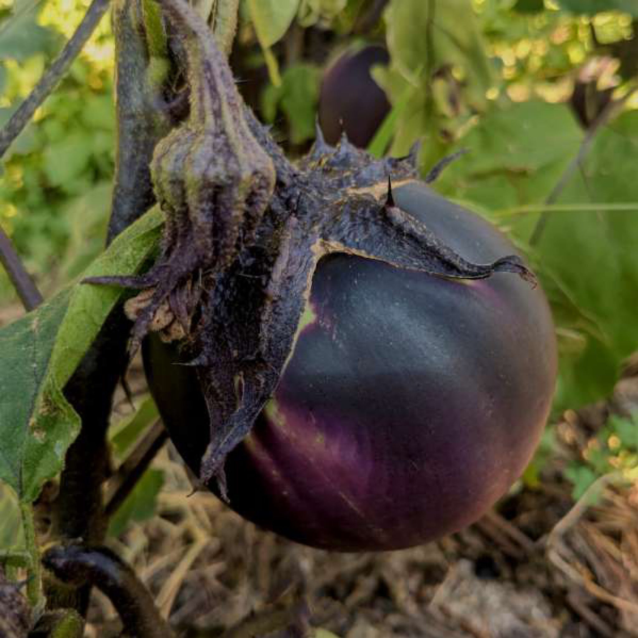 Nagaoka Kinchaku Eggplant Seeds – Secret Seed Cartel