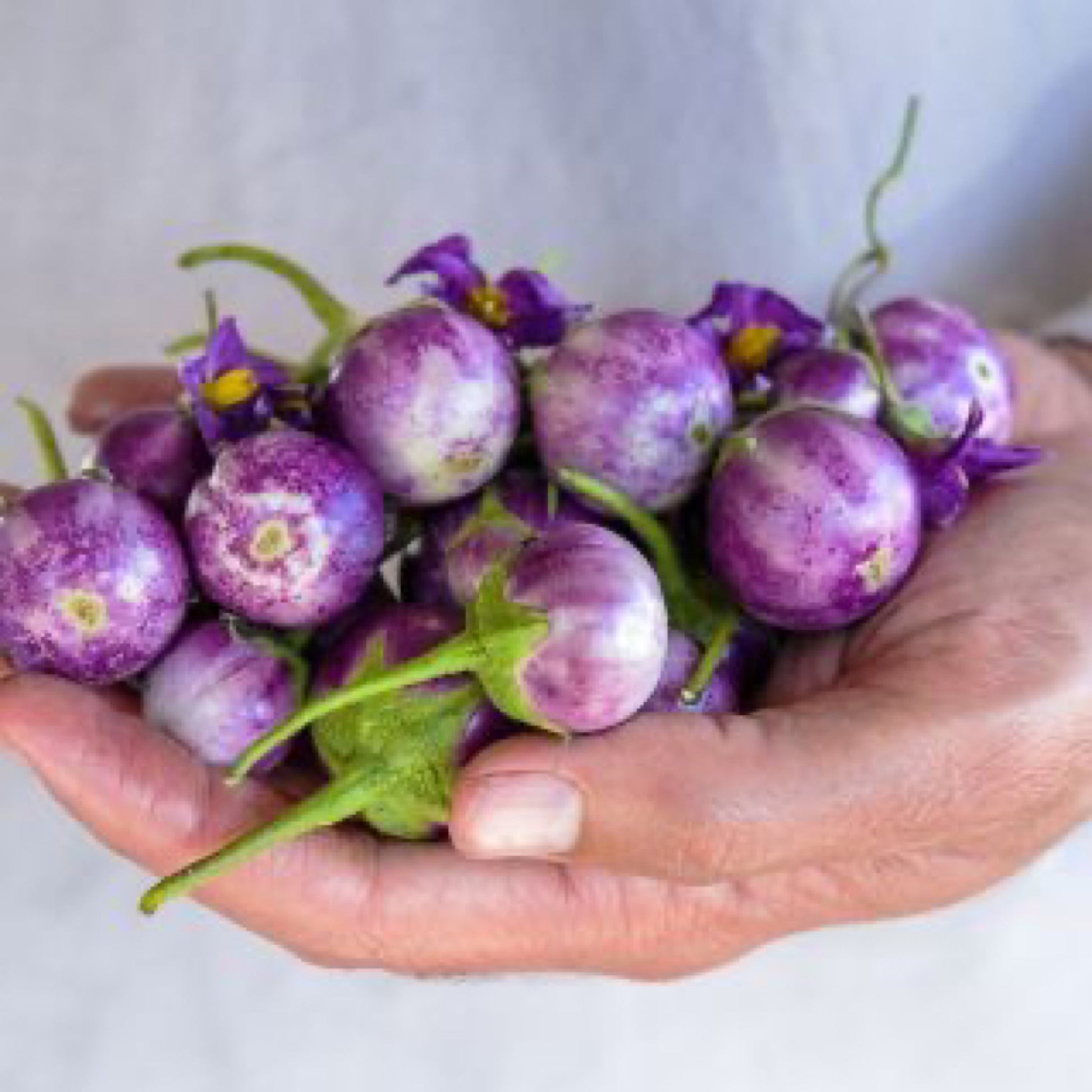thai lavender frog egg eggplant seeds Thai Lavender Frog Egg Eggplant Seeds