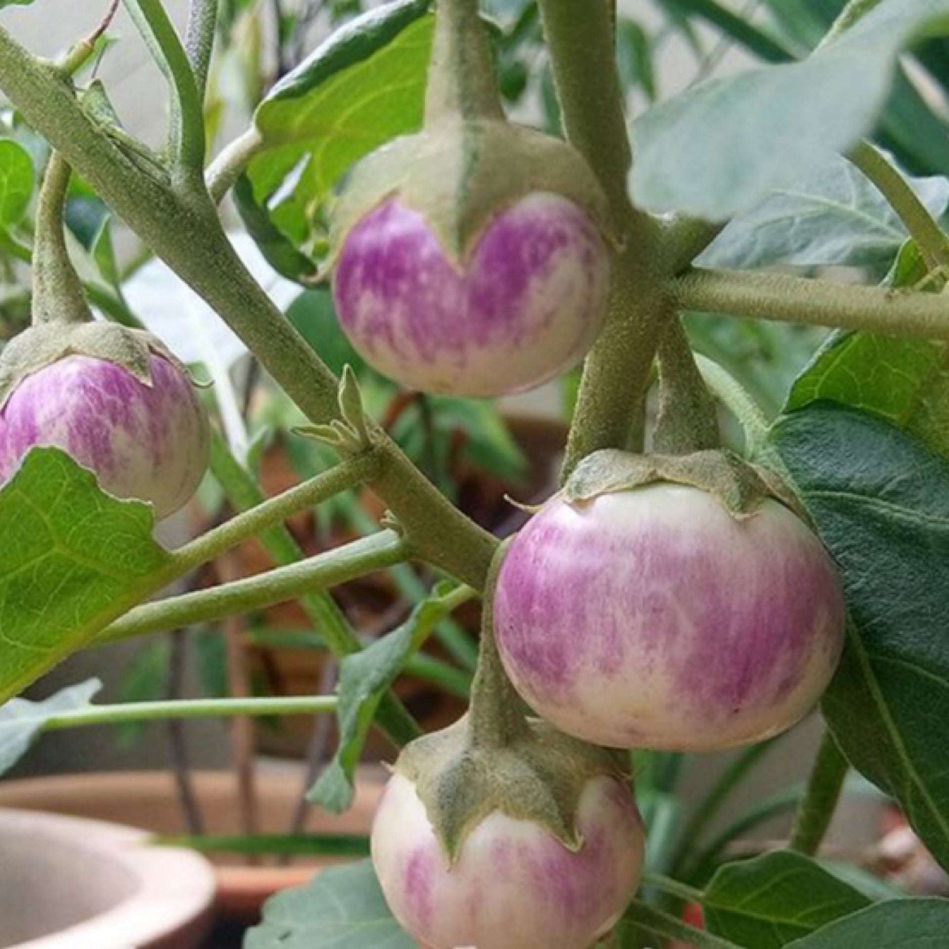 Thai Lavender Frog Egg Eggplant Seeds – Secret Seed Cartel