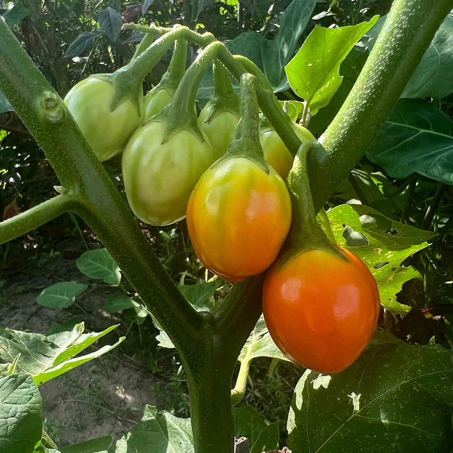 Ensoro Ewia Eggplant Seeds