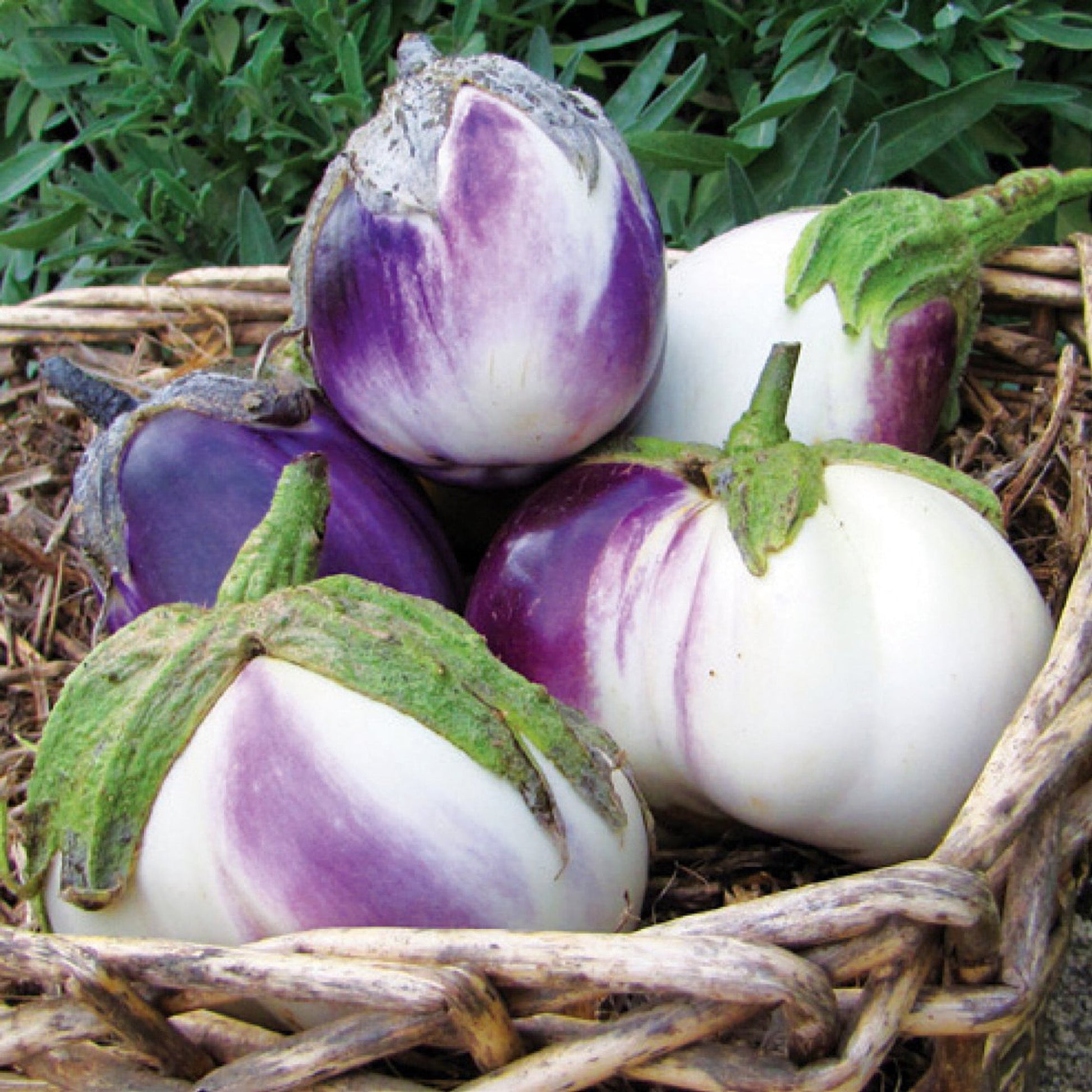 rosa bianca eggplant seeds ROSA BIANCA EGGPLANT SEEDS – Secret Seed Cartel