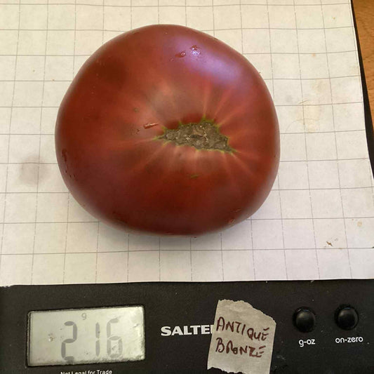 Antique Bronze Tomato Seeds