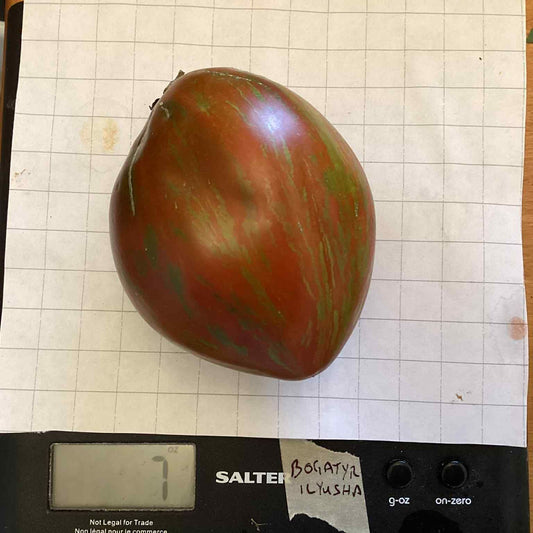 Bogatyr Ilyusha Tomato Seeds