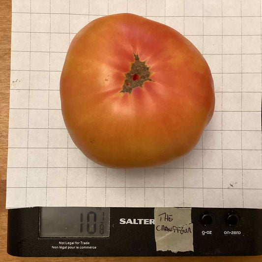 Chauffeur Tomato Seeds