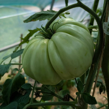 Gigante Farina