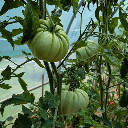 Gigante Farina