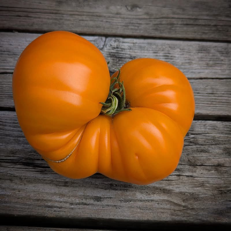 Bear Paw Yellow Tomato Seeds