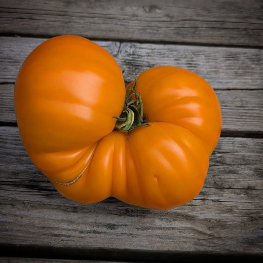 Bear Paw Yellow Tomato Seeds