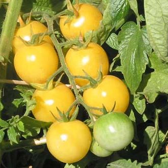 Dr. Carolyn Tomato Seeds