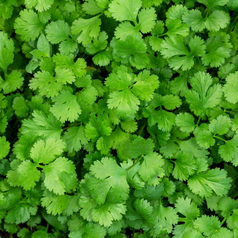 HERB CULINARY COLLECTION OF 10 VARIETIES