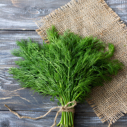 BOUQUET DILL SEEDS