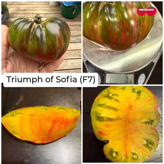 TRIUMPH OF SOPHIA (F7) TOMATO SEEDS