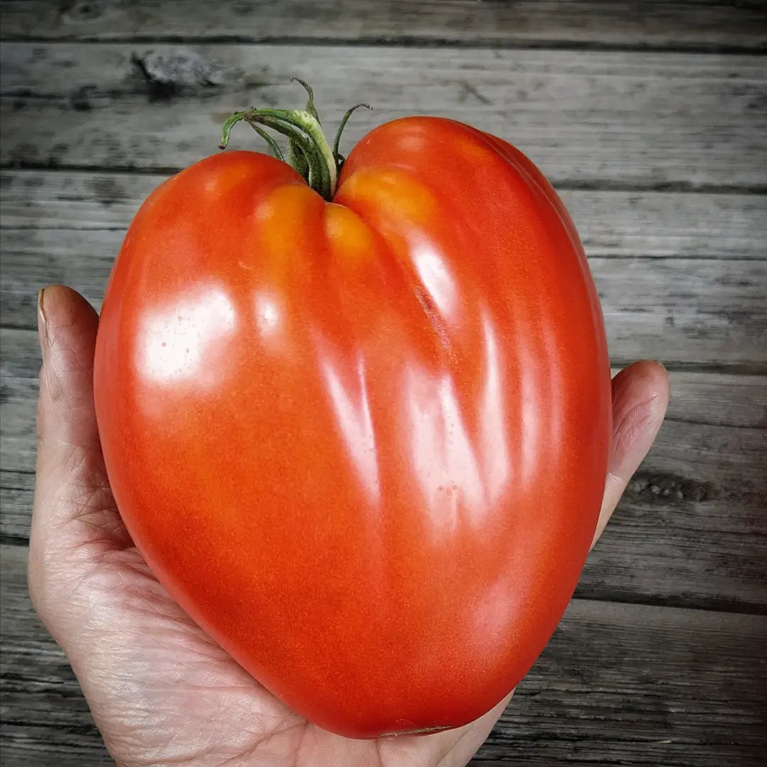 Pomodoro Cuore Antico di Acqui Terme