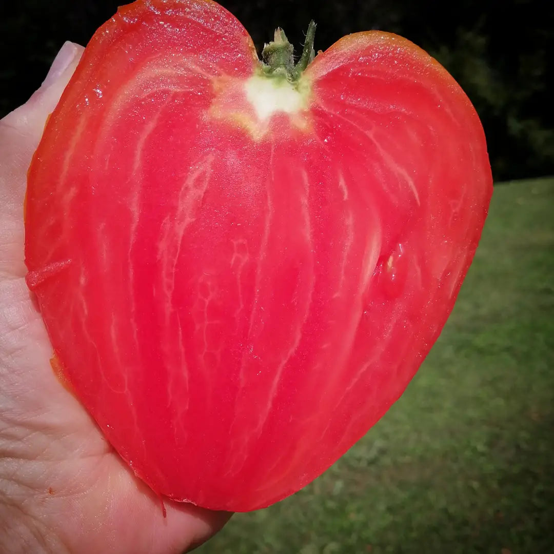 Pomodoro Cuore Antico di Acqui Terme