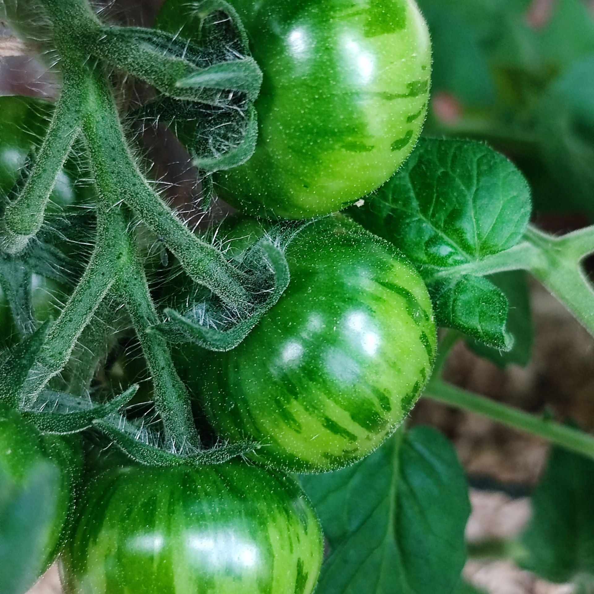 Dwarf Emerald City – Secret Seed Cartel